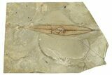 Fossil Leaf (Eugenia) - Green River Formation, Colorado #244672-1